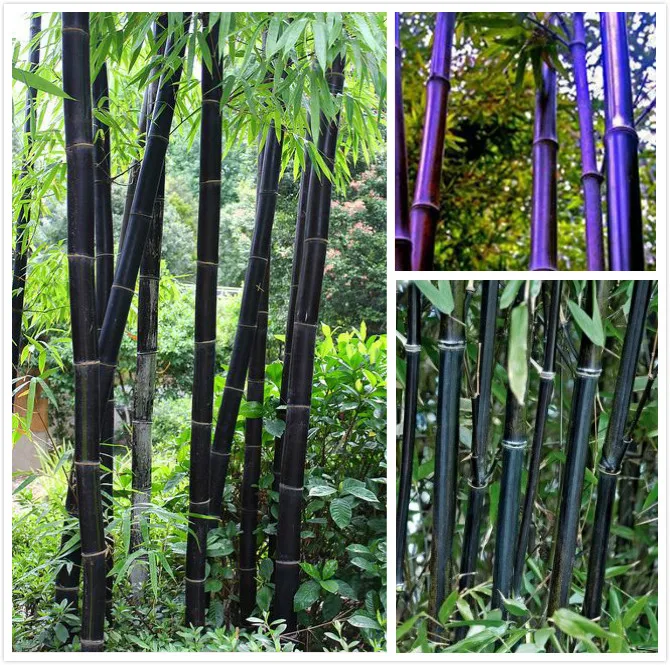 online buy wholesale purple bamboo plant from china purple bamboo plant wholesalers aliexpress com online buy wholesale purple bamboo plant from china purple bamboo plant wholesalers aliexpress com