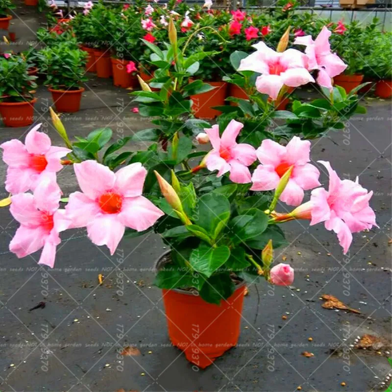 

100pcs/bag Bonsai Mandevilla Sanderi flower perennial Climbing flower potted plant for home garden plant plants