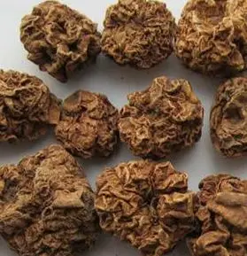 

Actinidia polygama fruit Round fruit natural Cat snack A large amount of supply Snacks for Polygonum Polygonum