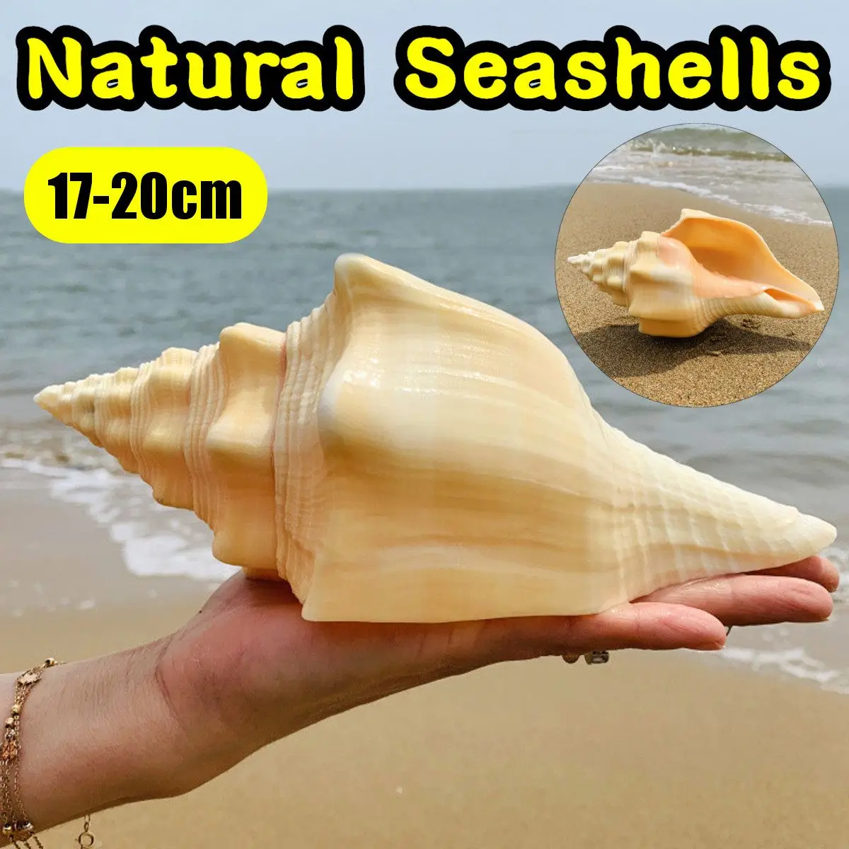 

17-20cm Large Natural Conch Shell Coral Pearl Mussel Clam Double-sided Seashell Home Fish Tank Accessories Aquarium Decor New