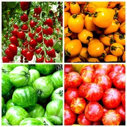 100 шт. томат бонсай горшочные балконные бонсай фрукты овощи Бонсай для дома и сада посадки вкусное здоровое томат бонсай