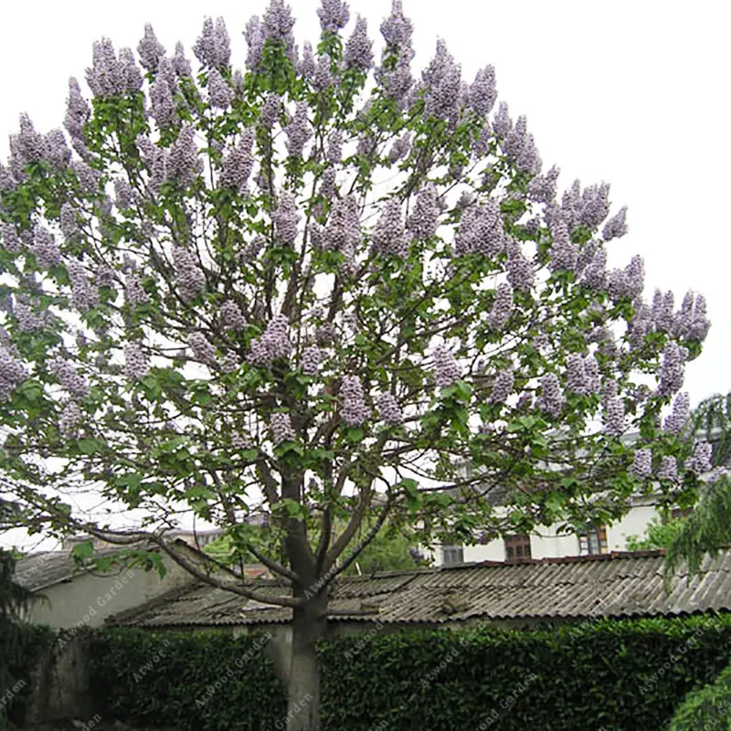 online get cheap specie di alberi -aliexpress.com | alibaba group - Alberi Sempreverdi Da Giardino A Crescita Rapida online get cheap specie di alberi -aliexpress.com | alibaba group - Alberi Sempreverdi Da Giardino A Crescita Rapida