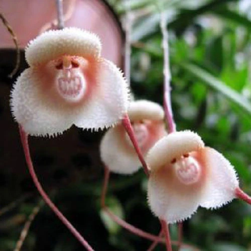 10 Stuck Seltenen Affen Gesicht Orchidee Samen Garten Schonen Blumen Pflanzen Samen Plant Pansy Seeds Plant Wallpaperseeds Indoor Plants Aliexpress