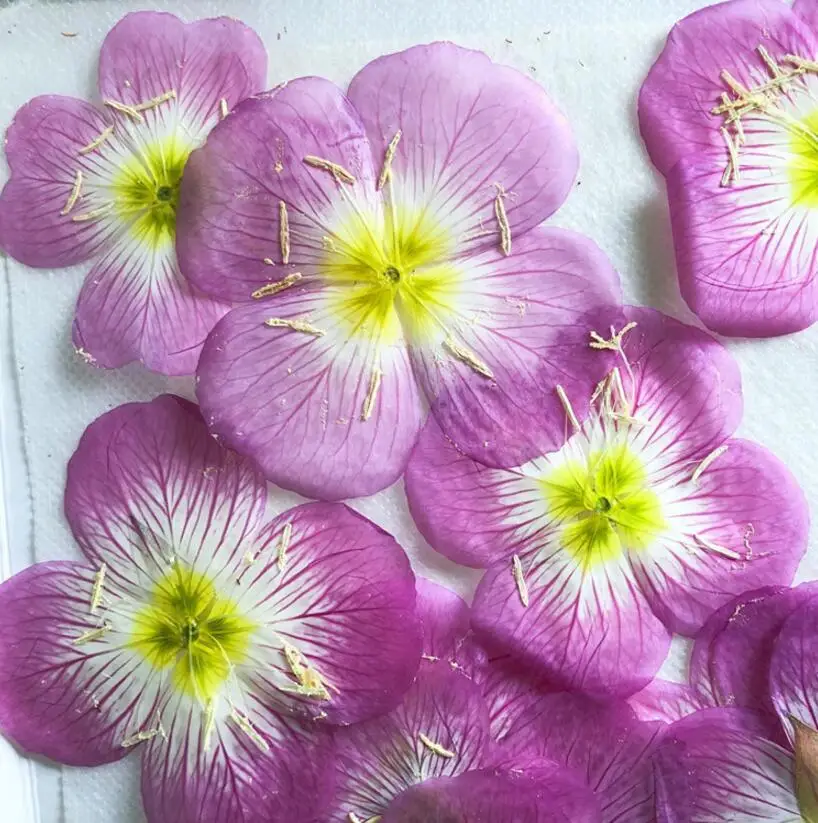 100pcs Pressed Dried Night Jasmine Flower Plants Herbarium For Bookmark