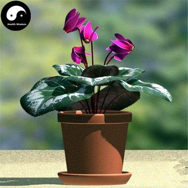 

Buy Cyclamen Persicum Flower Semente 6pcs Plant Rabbit Ears Flower Cyclamen