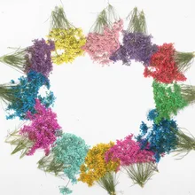 60 шт. 4-8 см прессованный высушенный несколько головок Ammi Majus цветы гербарий из растений для ювелирных изделий открытка чехол для телефона Закладка ремесло DIY