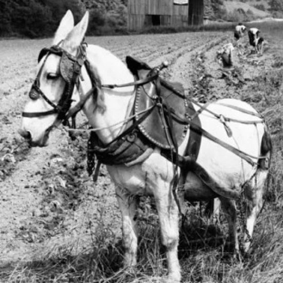Horse standing in a field with three people planting tobacco in the background Poster Print (24 x 36)