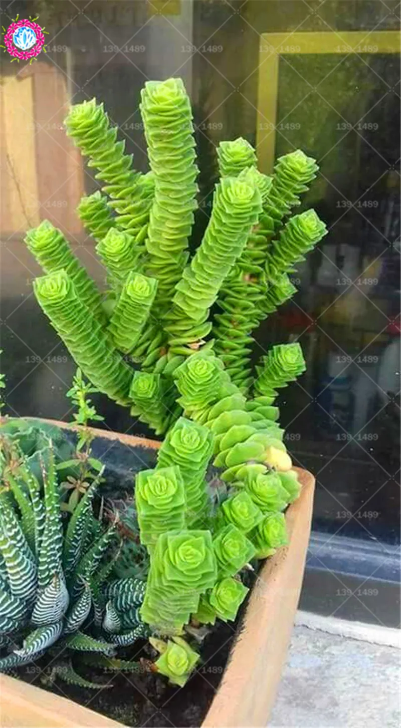 

BONSAI 200pcs cactus succulent rare planting potted for home garden decoration supplies