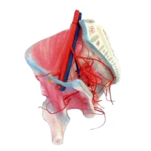 Модель распределения мышц бедер и внутренней артерии, модель моделирования анатомии человека, медицинское образовательное оборудование 16*14,5*23 см