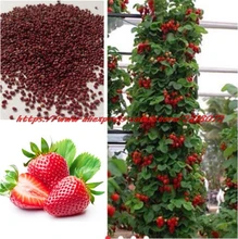 

Red Climbing Strawberry Seeds, Garden Fruit Plant, Sweet And Delicious outdoor plant 100pcs