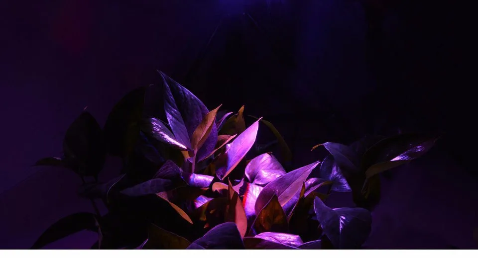 3003977599_241997919