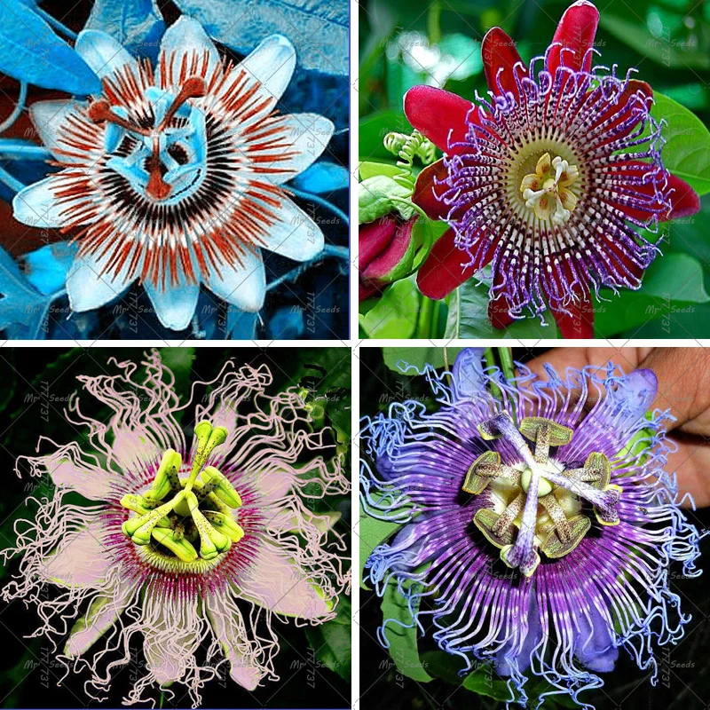 Passion Flower Passiflora 100pcs Pure Live Seed True Native Plant Home