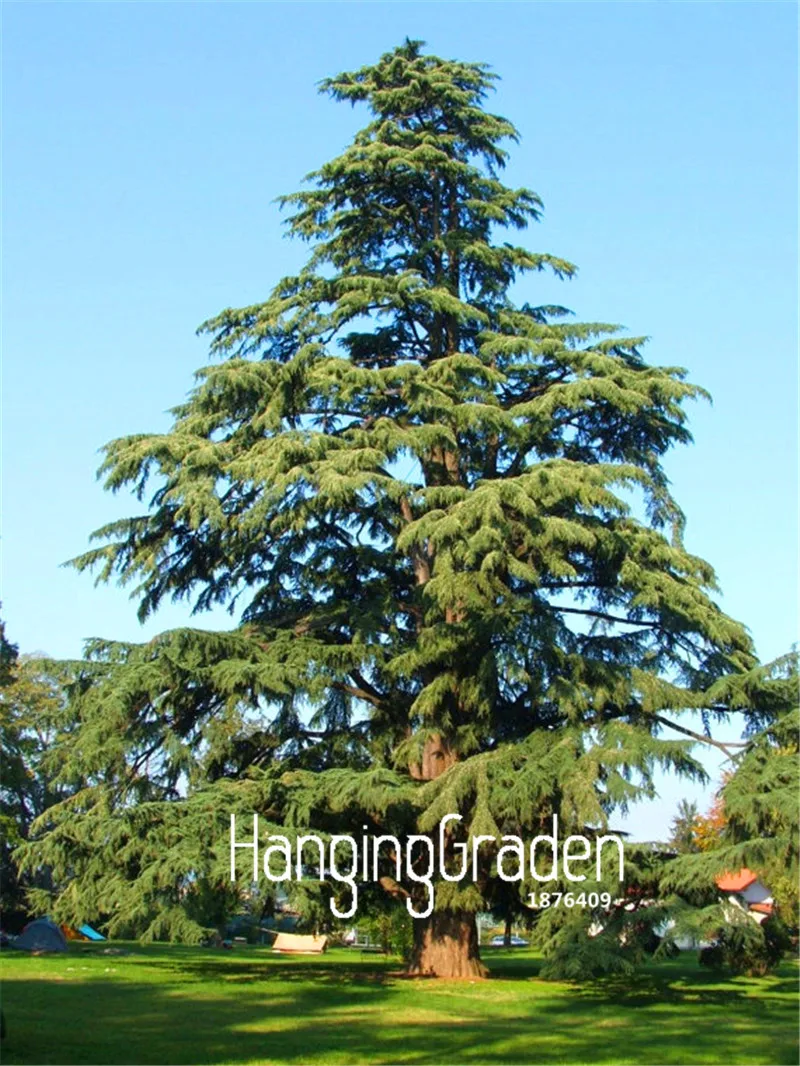 

50 Pcs/Lot Big Promotion!Cedrus deodara,Woody Perennial, Potted Plants Bonsai Tree flores Home Garden