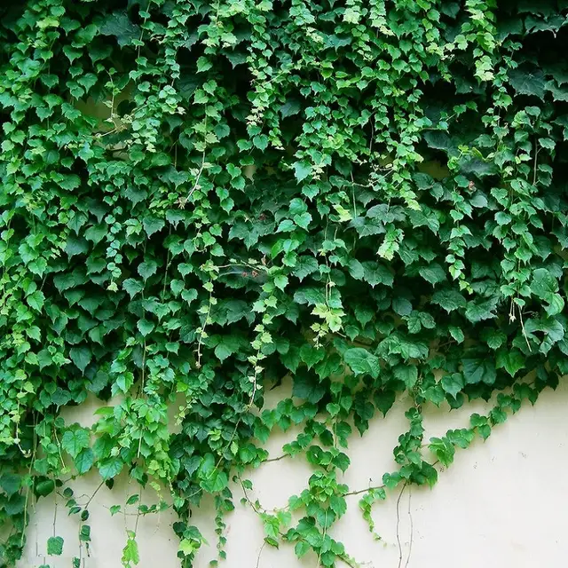 Green Boston Ivy Bonsais Bonsai For Diy Home Garden Outdoor Plants Drop Shipping Free 10pcs