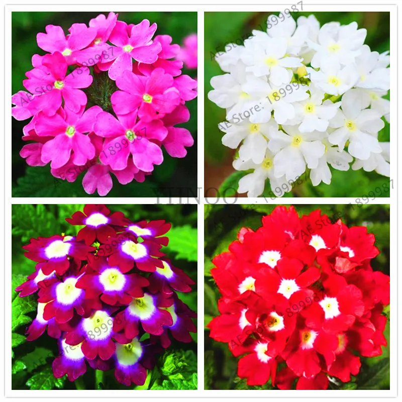 Buy Garden Plant Semi Trailing verbena seeds, Hanging