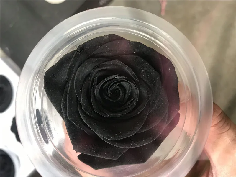 5-6 см A сорт консервированные розы головы, Красавица и Чудовище навсегда Роза, Роза этернель на День Святого Валентина подарок, свадебное украшение - Цвет: Черный