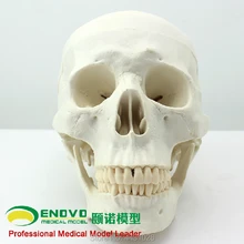 ENOVO медицинский Арт Человек. Череп модель Азиатский череп анатомический образец кости