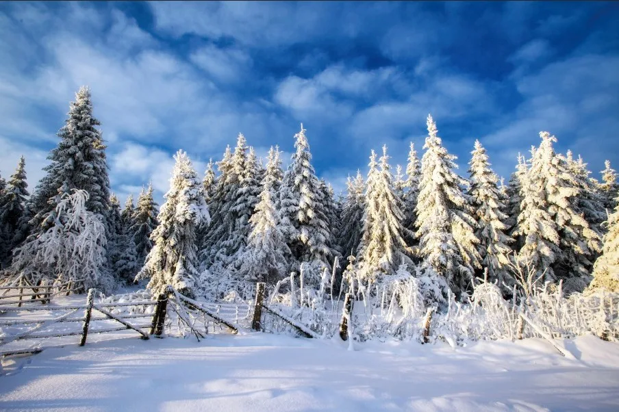 

Laeacco Winter Cedar Blue Sky Snow Scene Party Photography Backgrounds Customized Photographic Backdrops For Photo Studio