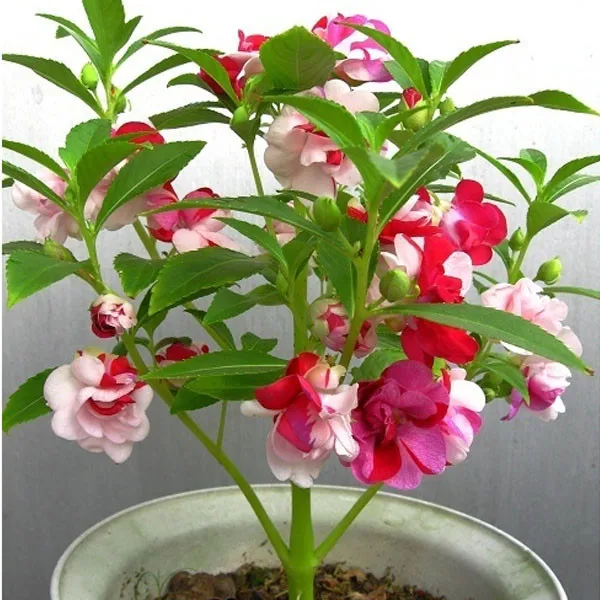 Online Buy Wholesale flower balsam from China flower