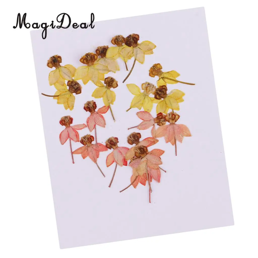 20pcs Beautiful Dancing-Doll Orchid Real Pressed Flower Dried Flowers for Art Craft Scrapbooking Resin Jewelry Making Phone Case