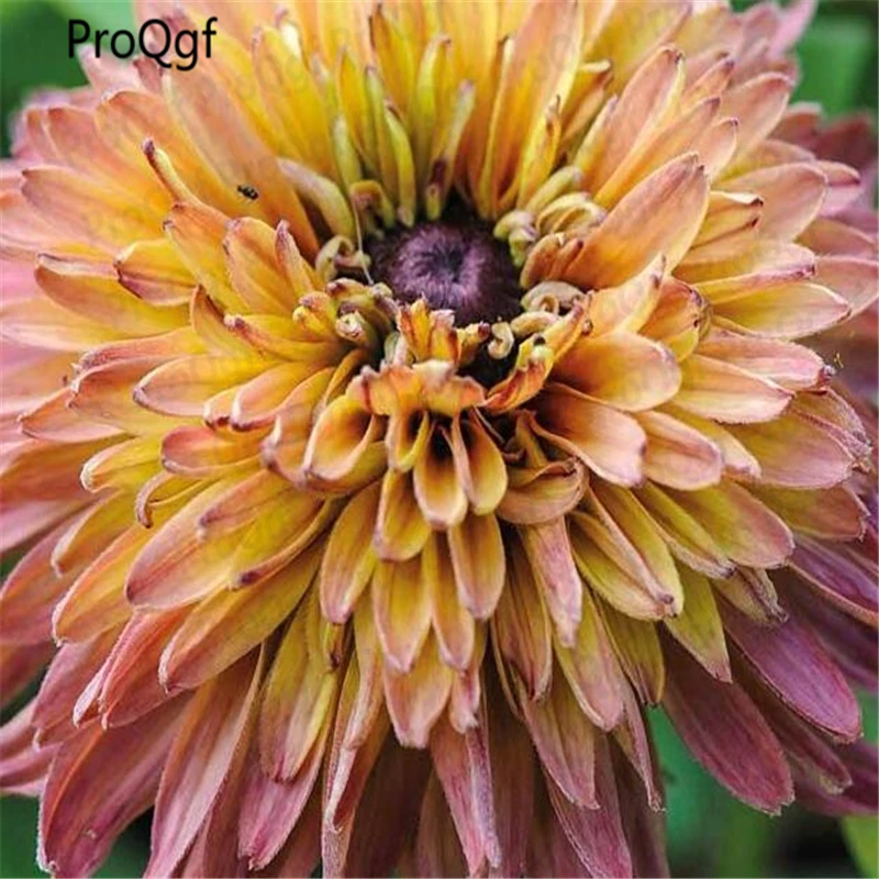 

5000Pcs Rudbeckia hirta