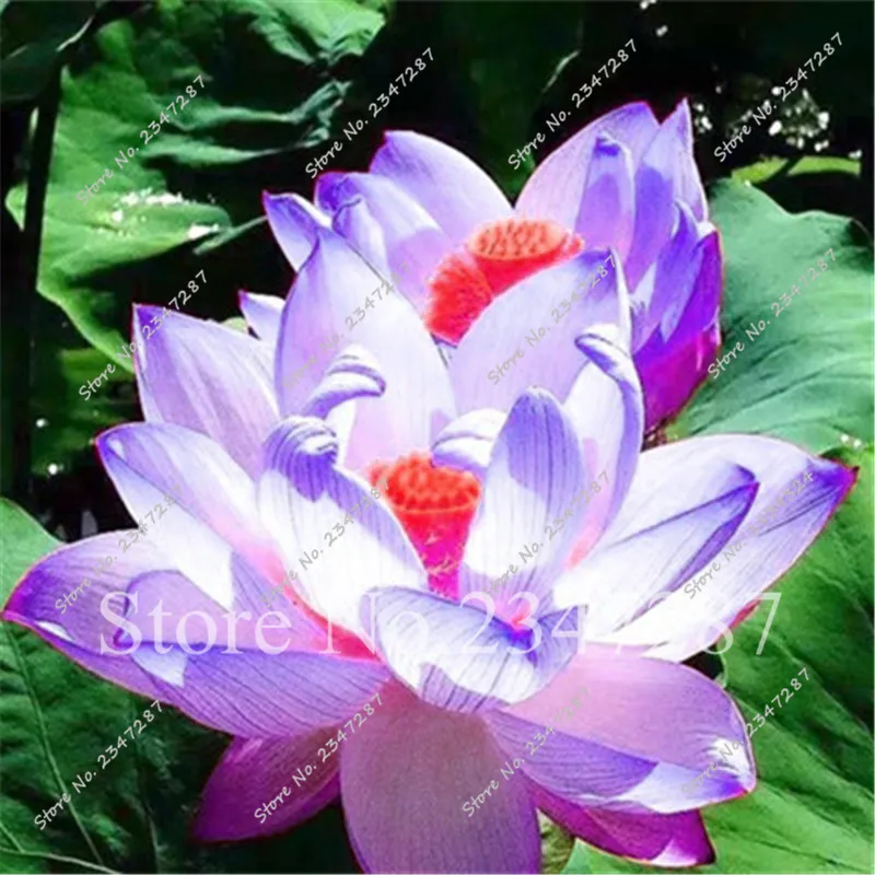 

Bowl lotus seed hydroponic plants aquatic plants flower pot water lily seeds Bonsai Garden 10 Pcs