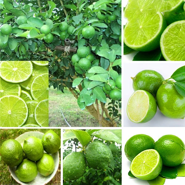 

Thai Organic Citrus Aurantifolia Fresh Lemon 20pcs Fruit
