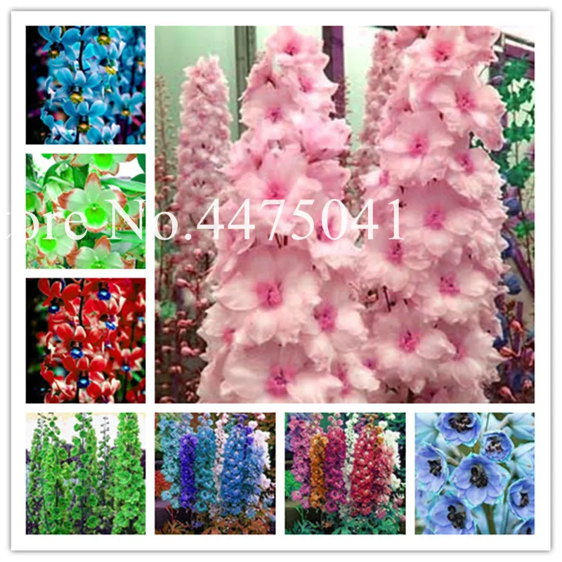 

Free Shipping 200 Pcs Dendrobium Orchid Plants Potted Beautiful Orchid Flower Bonsai The Budding Rate 95% Mixed Colors Sement
