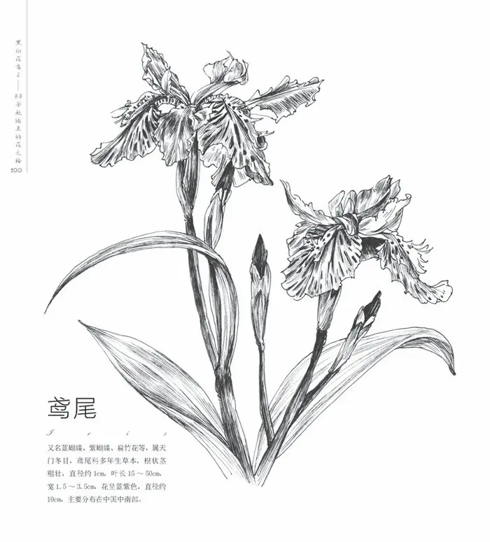 China coloring book art Suppliers
