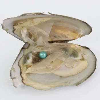 

20pcs Single Akoya Pearl Oyster with AAA Grade 6-7 mm Round Mix 28 Colors Green Freshwater Individual Packing AR014