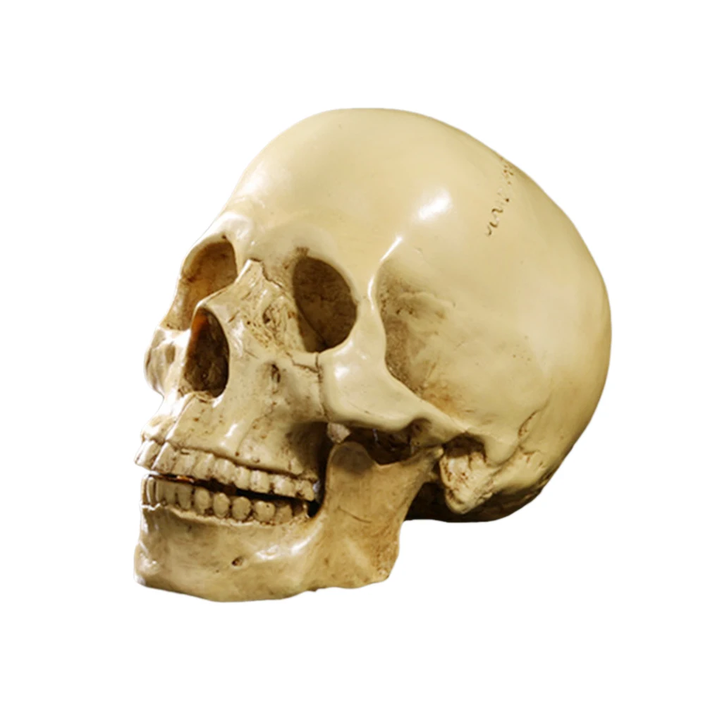 Realistic Resin Human Skull Anatomical Skeleton Home Horror Party Decoration Art Craft 1:1 Scale - Yellow