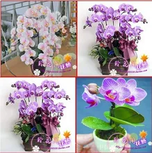 free ship hydroponic orchid seeds,indoor flowers bonsai four seasons,Phalaenopsis Orchids – 40 seeds seeds