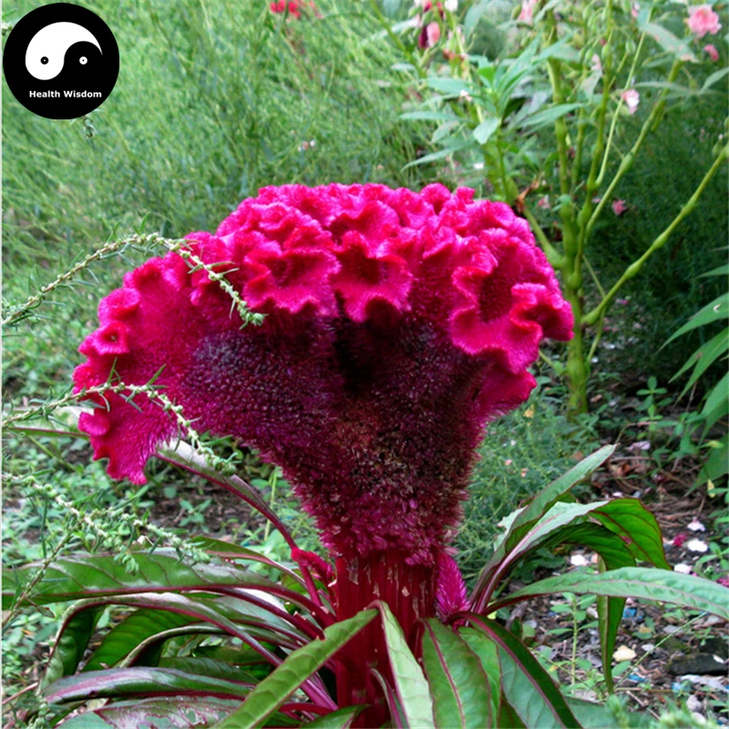 Aliexpress.com : Buy Buy Cockscomb Flower Semente 150pcs Plant Garden