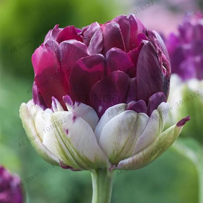 2 шт. Редкие двойные тюльпаны тюльпаны различные свежие луковичные корневые цветы высокого качества цветок бонсай не растения