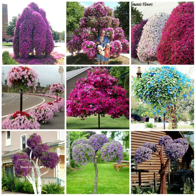 100 pz rare petunia albero di piante da fiore bel fiore bonsai albero plantas al 100 pz rare petunia albero di piante da fiore bel fiore bonsai albero plantas al