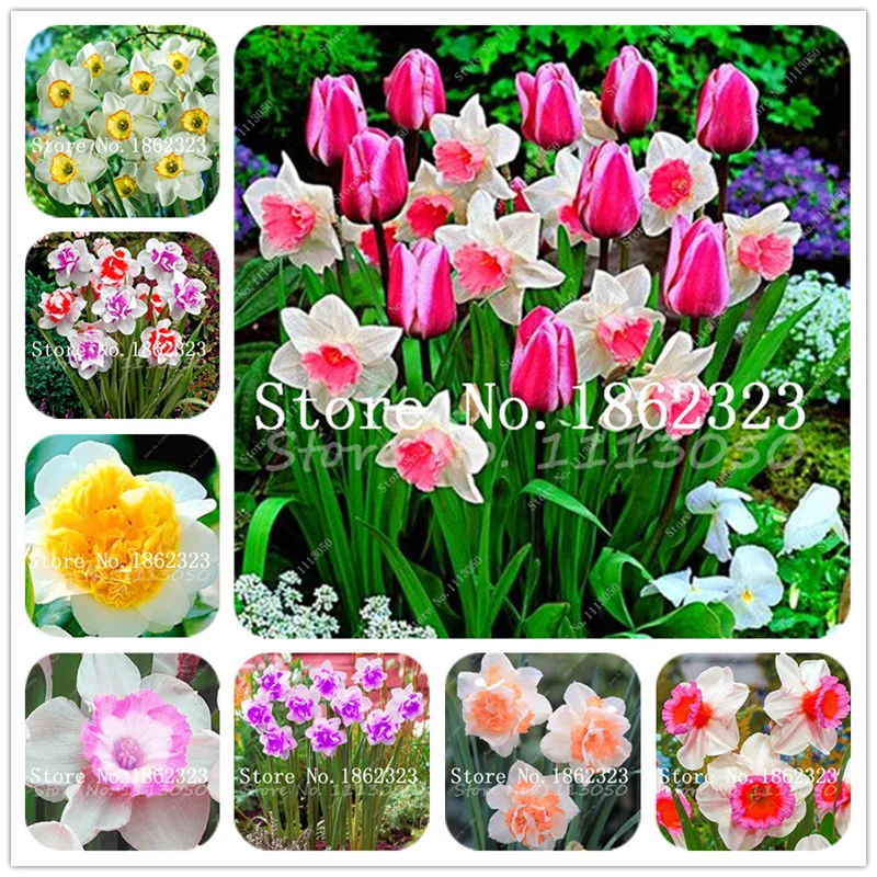 

100 Pcs Narcissus Flower plants, Daffodil bonsai, Bonsai Plants Double Petals Absorption Radiation Potted DIY Home Garden Plant