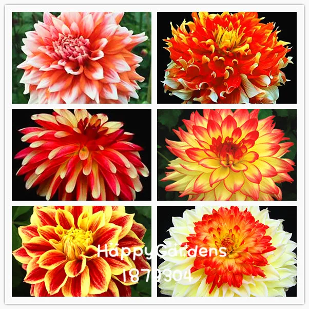 

Free Shipping ,Multi-Colored Dahlia flores Beautiful Gardens Bonsai Dahlia Flower plantas Perennial Plant plante 100 PCS/lot