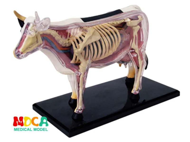 4d мастер-головоломка сборная игрушка животное собака кошка курица лошадь Акула КИТ биология орган анатомическая модель для медиков обучающая модель - Цвет: Cow 26100