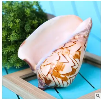 

17-20CM Factory natural children's toys conch landscape spiral shell fish tank landscaping platform landscape snail Home