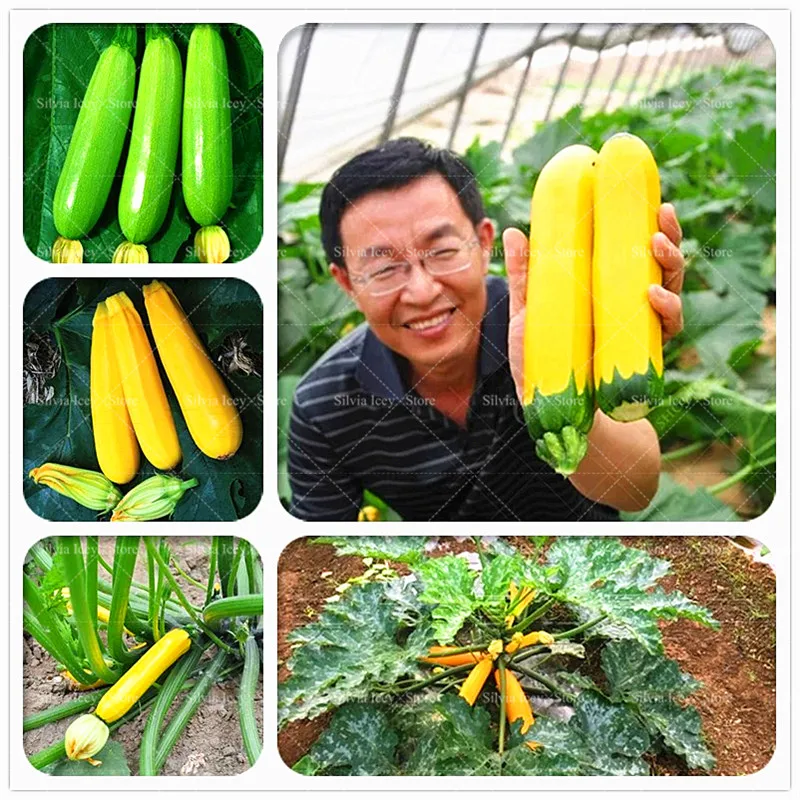 

20 Pcs/Bag Golden Banana Zucchini Bonsai Vegetable Plant Rare Summer Squash Delicious Vegetables Planting Potted for Home Garden