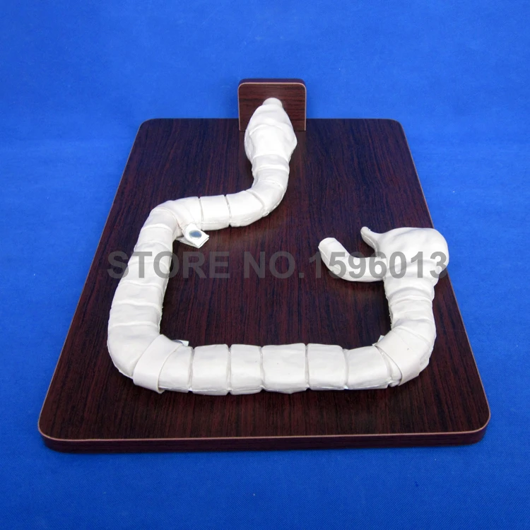 Модель для обучения осмотру человека симулятор колоноскопии симуляция