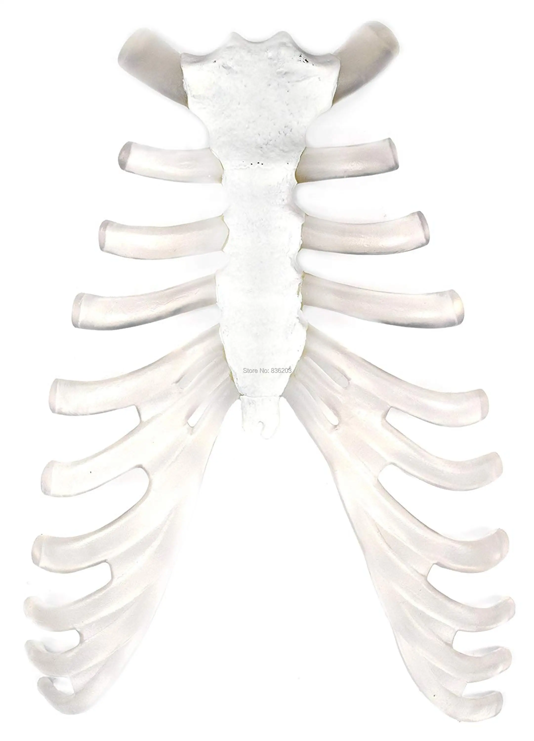 Грудина sternum