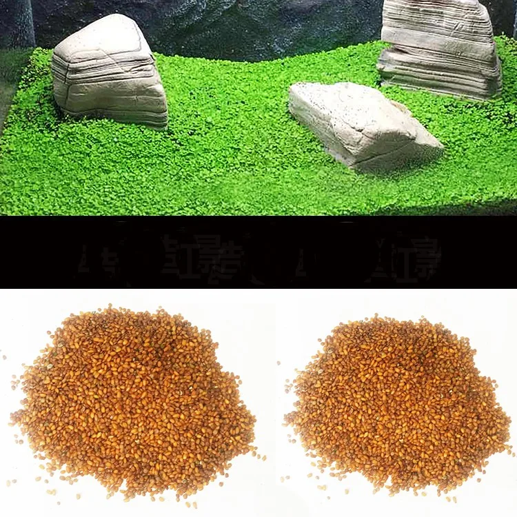 Семена аквариумных растений Glossostigma Hemianthus Callitrichoides легкое растущее водяное