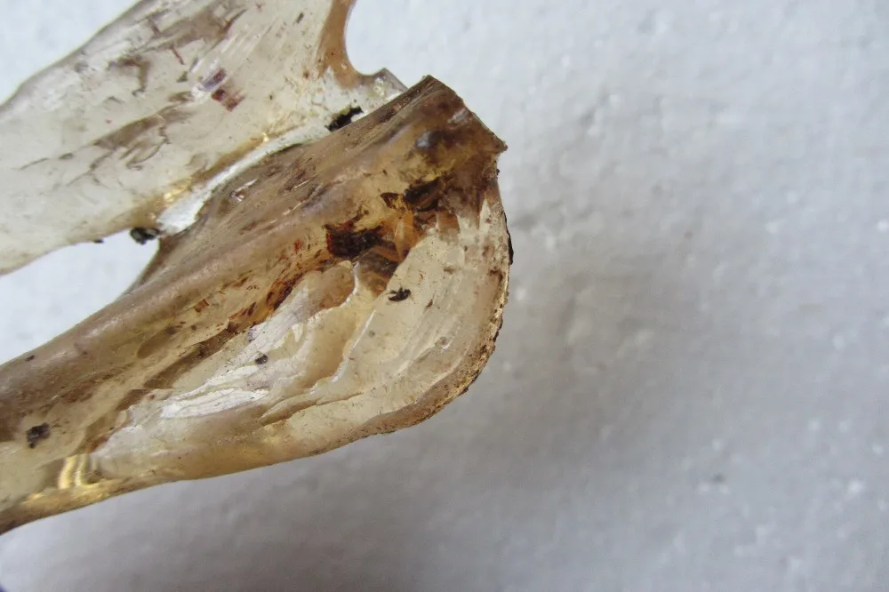 26 0 г янтарного копального насекомого насекомые омолаживающие|insect|insect amber |