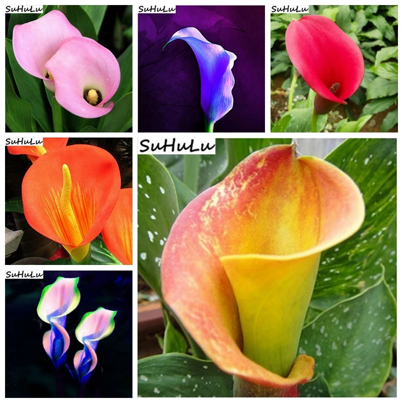 

Sale! 200 Pcs / Bag Mixed Colors Calla Lily Bonsai DIY Potted Plants Indoor / Outdoor Garden Pot Palnter Germination Rate Of 97%