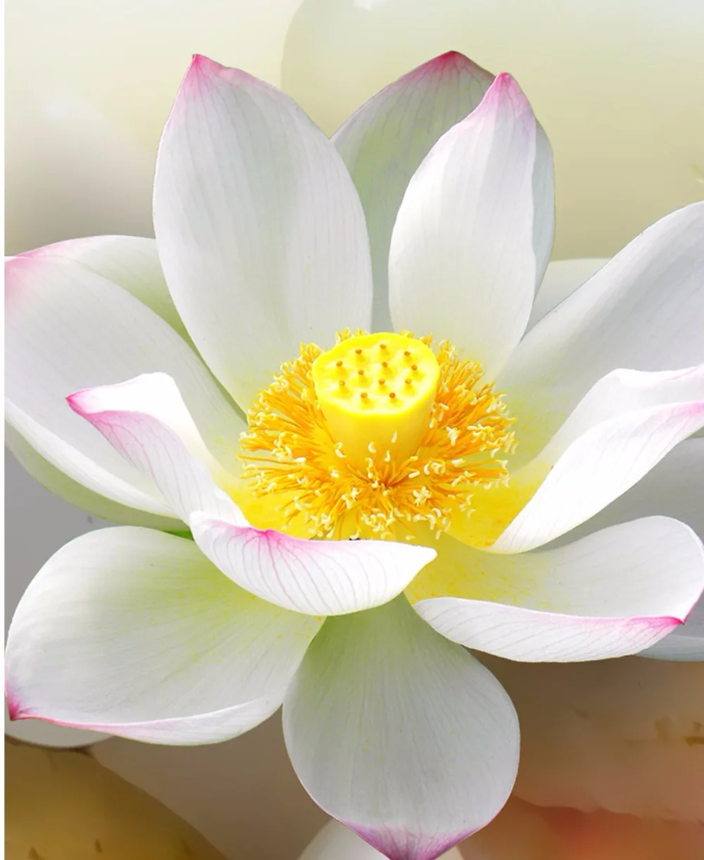 2017-11-03_204707_conew6