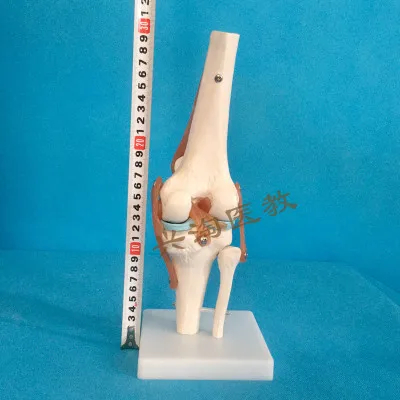 Человек Взрослый скелет модель шесть суставов модель плеча локоть бедра ноги руки колено сустава модель обучения медицинский