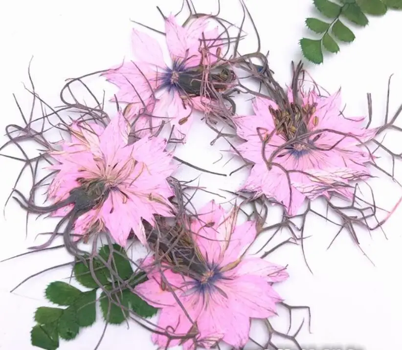 Gr Specimen Glue Dried Flowers Home Decoration Diy Manual Glue Dried Flowers Home Decoration Diy