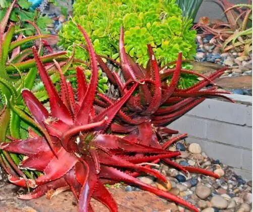 20pcs Rare Aloe Vera Seeds Excellent Houseplants Herbal Succulent Garden Decor 