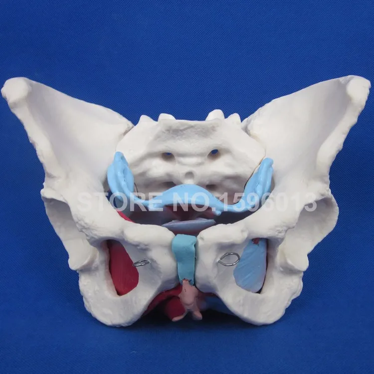 125 female pelvis (4)
